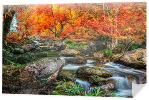 Niesamowity w naturze, piękny wodospad w kolorowym jesiennym lesie w sezonie jesiennym