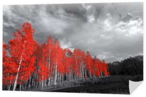 Czerwone drzewa w surrealistycznym czarno-białym krajobrazie