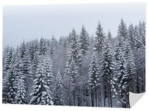 Drzewa pokryte szronem i śniegiem w zimowych górach - Boże Narodzenie śnieżne tło