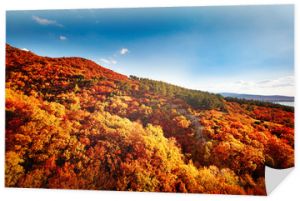 Jesienny krajobraz piękne kolorowe drzewa. Wspaniałe malownicze tło. Selektywne skupienie.