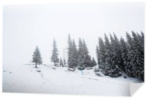sosny las pokryte śniegiem na wzgórzu z białym niebem na tle