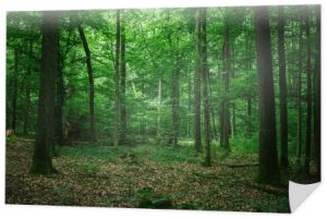 Piękny zielony las w Niemczech w lecie