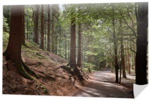 ścieżki, wzgórza i zielone drzewa w pięknym lesie w Bastei, Niemcy