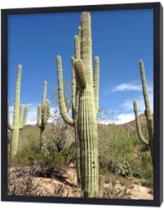pustynny kaktus