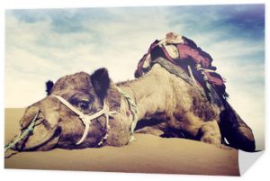 Koncepcja odpoczynku zwierząt na pustyni wielbłądów