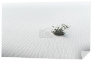 plaża z rośliną na czystym białym piasku teksturowanym