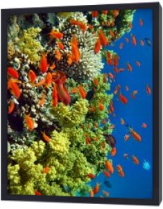 Czerwone morze rafy koralowej