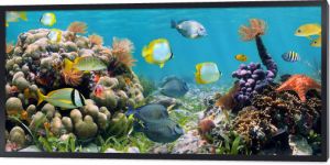 Podwodna panorama rafy koralowej z kolorowymi tropikalnymi rybami i morskim życiem