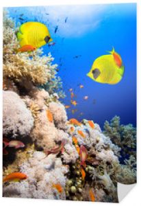 Rafa koralowa i zamaskowane ryby motylkowe