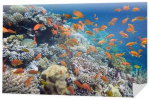 Tropikalna ryba na rafie koralowej