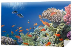 Tropikalna ryba na rafie koralowej w Morzu Czerwonym