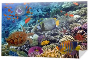 Kolorowa rafa koralowa z wieloma rybami i żółwiem morskim