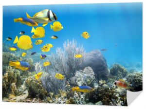 Podwodna rafa koralowa ze ławicą ryb