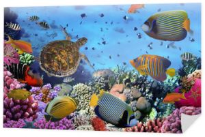 kolorowa rafa koralowa z wieloma rybami