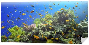 .Tropikalna ryba na żywej rafie koralowej