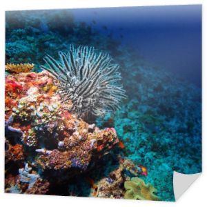 morze lilie na tropikalnej rafy koralowej
