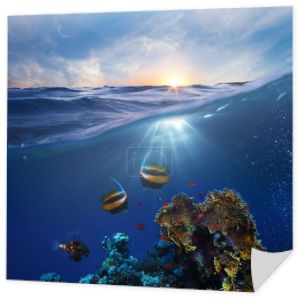 szablon projektu życia morskiego piękne rafy koralowej z ryb pod wodą zachód świetlik podzielone przez wodnej