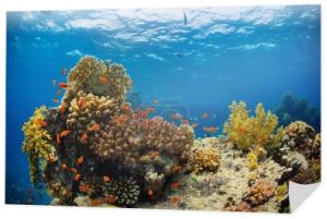 Piękna rafa koralowa z sealife