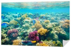 tropikalnej rafy koralowej. Morze Czerwone