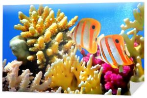Koral rafa i ryba-motyl