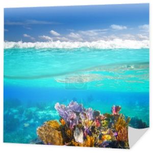 Riwiera Majów koral rafa podwodne w górę w dół linii wodnej