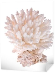 Koral biały na białym tle