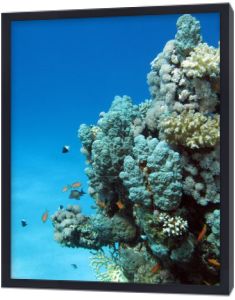 rafa koralowa z twardych koralowców