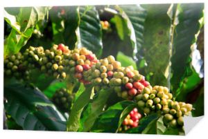 Kawa była na drzewie na plantacji kawiarni