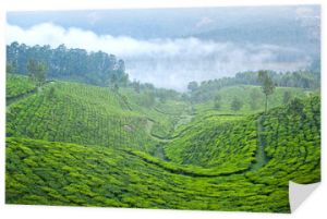 Plantacje herbaty w Munnar, Kerala, w południowych Indiach