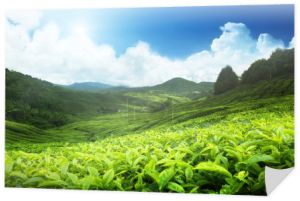 Plantacja herbaty cameron highlands, Malezja