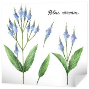 Ręcznie rysowane akwarela ilustracja botaniczna niebieski werbena.