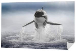 Orka (Orcinus orca) skaczący wieloryb, czołowo we mgle