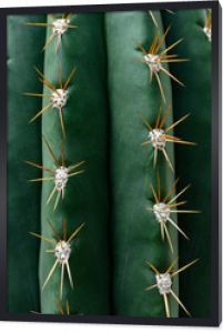 bliska tekstura zielonego kaktusa z igłami