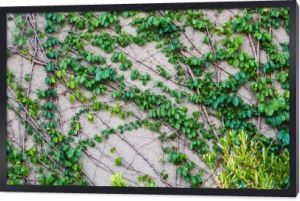 climbing wall of ivy. on white background. Green ivy. Creeper wall climbing plant hanging from above. Garden decoration ivy vines