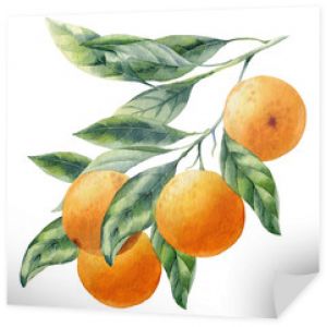 akwarela owoc pomarańczowy oddział