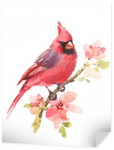 Kardynał czerwony ptak na gałęzi z kwiatami akwarela ręcznie rysowane lato ilustracja na białym tle