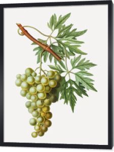 Klaster zielonych winogron
