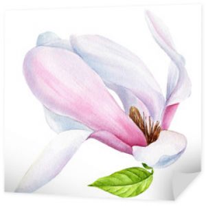 wiosna magnolia, na białym tle przezroczyste tło, ilustracja akwarela, rysunek odręczny, malarstwo botaniczne, piękne kwiaty