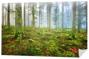 Scena w ciemnej mglistej sosnowego lasu 