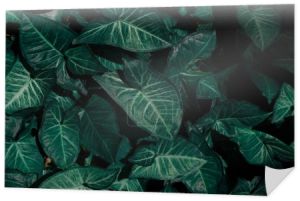Ciemny dźwięk koncepcja teksturowanej powierzchni Alocasia amazonica zielone tło liści.