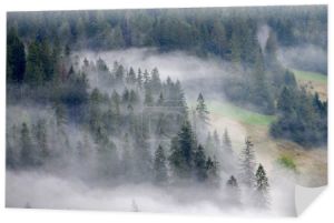Mglisty poranek na polanie w Tatrach