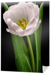 różowy tulipan kwiat na czarno na białym tle ze ścieżką przycinającą. Kwiat na łodydze z zielonymi liśćmi. Natura. Zbliżenie bez cieni. Kwiat ogrodowy.