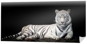 Biały tygrys odizolowany na czarno