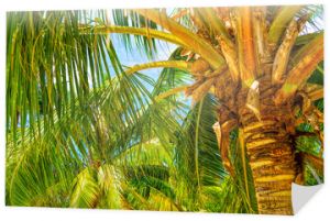 Tło wakacje wakacje na plaży z palmami kokosowymi i wiszącymi liśćmi palmy