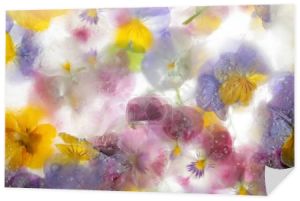 Tło mieszanych kolorów braterskich kwiatów i hiacyntu winogronowego w lodzie. Konsept płaski dla karty sezonowej. Wysokiej jakości zdjęcie
