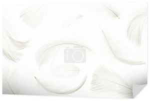 Koncepcja piór. Wielokolorowe pastelowe pióro anioł zbliżenie tekstury na białym tle w fotografii makro, miękkie ostrość. Elegancki ekspresyjny artystyczny wizerunek kruchości natury. Przestrzeń kopiowania.