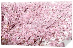 Sakura. Kwiat wiśni wiosną. Piękne kwiaty