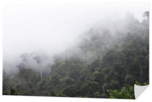 Dżungli we mgle. Tropikalna roślinność, na zboczu góry. 