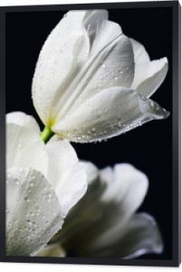 przyciemniony obraz zbliżenie bukiet białych tulipanów z kroplami wody