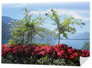 Rośliny i kwiaty w mieście Montreux nad jeziorem Genewskim w kantonie Vaud w Szwajcarii, czyste błękitne niebo w 2017 roku ciepły słoneczny letni dzień w lipcu.